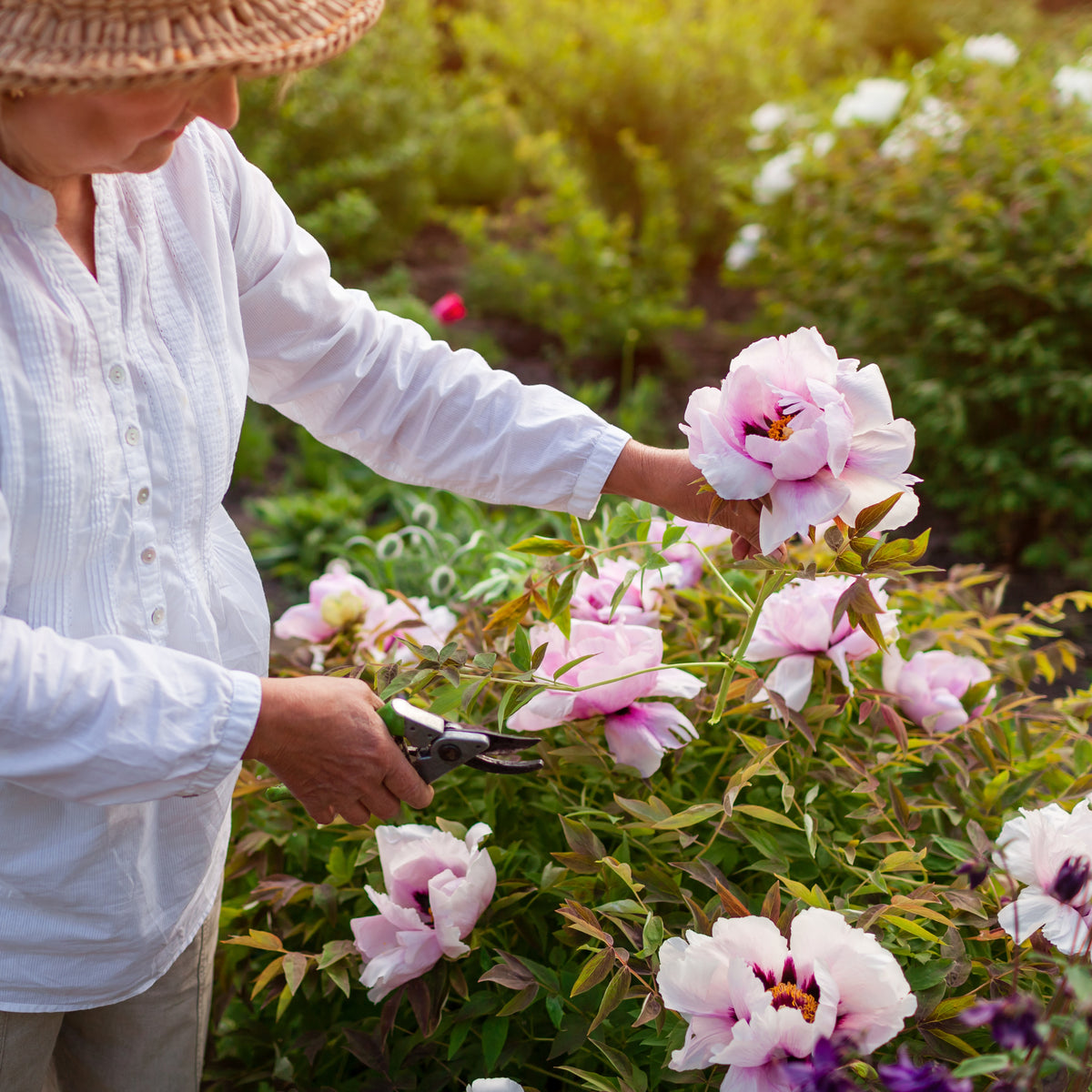 A grandmother cutting flowers in her garden.