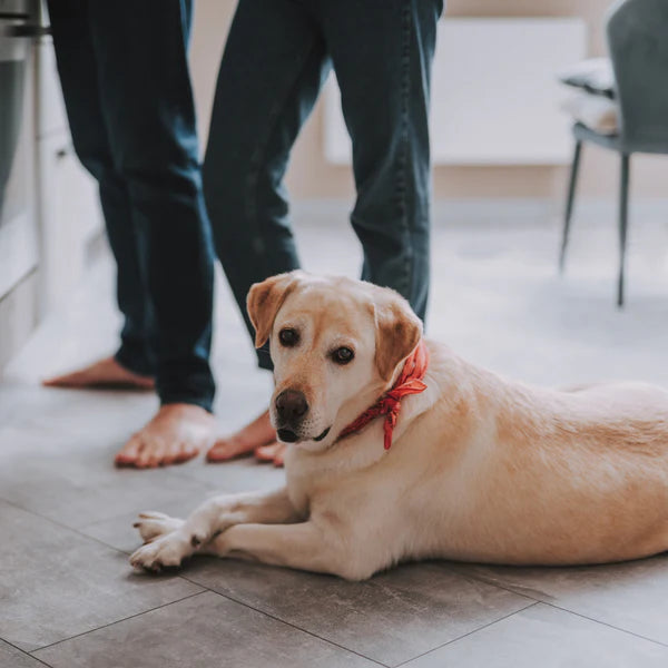 A dog laying on the floor - Click to shop our Pet Loss Gifts